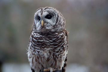 Barred Owl perched and looking around