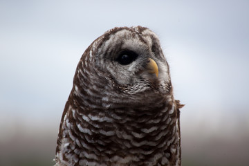Barred Owl perched and looking around