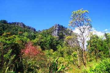 Fototapeta premium Green forest and jungle with blue sky on Mountain.