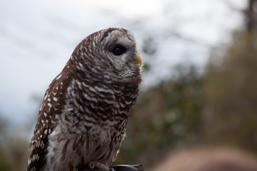 Barred Owl perched and looking around