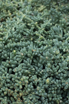 Forest Floor