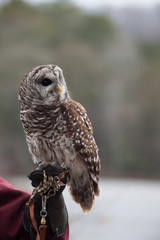 Barred Owl perched and looking around