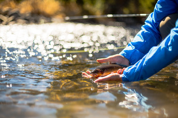 Man releases a fish in the river