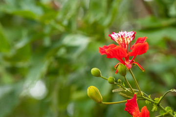 red flam-boyant with green natural background