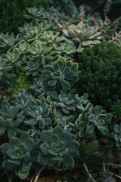 Forest Floor