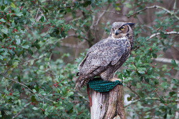 Great Horned owl perched and looking around
