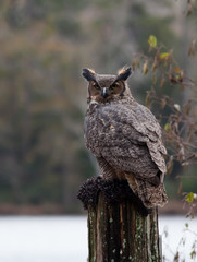 Great Horned owl perched and looking around