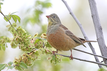 Fototapeta premium The male ortolan buntingl in breeding plumage sits on a green branch against the sky