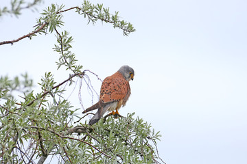 The kestrel sits on a treetop and looks out for prey. Unusual perspective photo.
