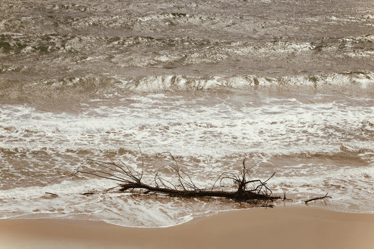 Branch
