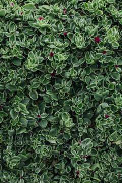 Forest Floor