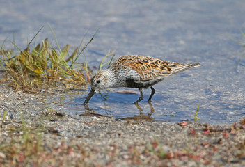 Close-up photo of dunlin in blue water of estuary being fed