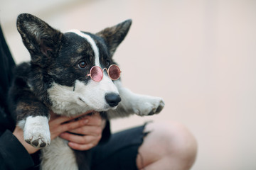 Corgi welsh cardigan puppy dog in pink goggles glasses