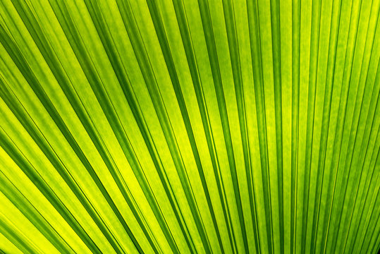 Detail of a green leave