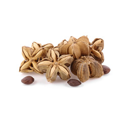 Sacha Inchi or Inca peanut isolate on white background