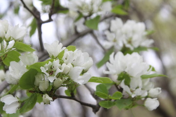 blooming apple tree in spring