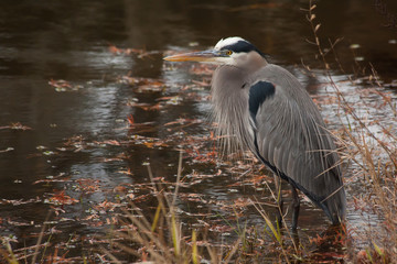 Blue Heron in a lake