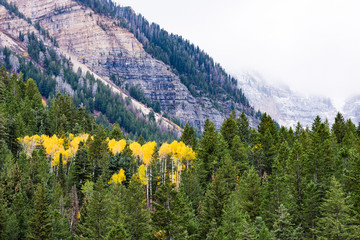 Family of yellow quaking aspens in vivid evergreen trees