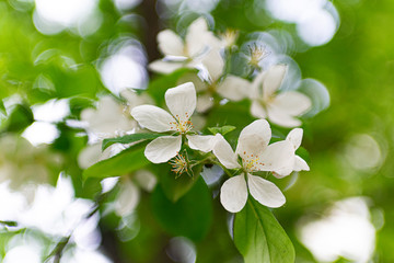 white flowers of apple tree