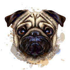 Pug. Artistic graphic, hand-drawn color portrait of the head of a pug breed dog on a white background with splashes of watercolor.