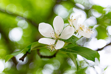 white flowers of apple tree