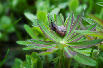Snail in the garden crawling on a leaf
