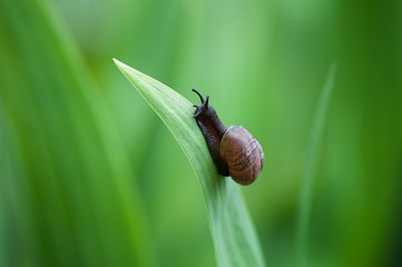 Snail in the garden crawling on a green leaf