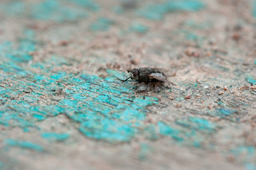 A macro shot of fly