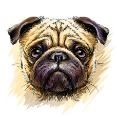  Pug. Sketchy, graphical, hand-drawn color portrait of the head of a pug breed dog on a white background in watercolor style.