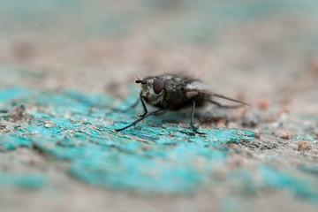 A macro shot of fly