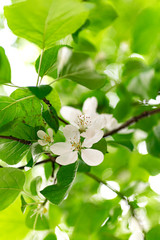 white flowers of apple tree