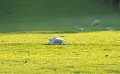 Sleeping Lamb © Edward Lee