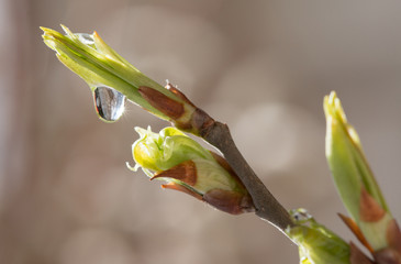 Tree branch with young leaves after a rain. Spring. Close up. 