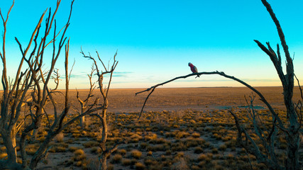 Fototapeta premium Gallah