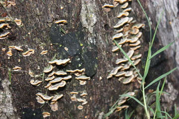 mushrooms on stump