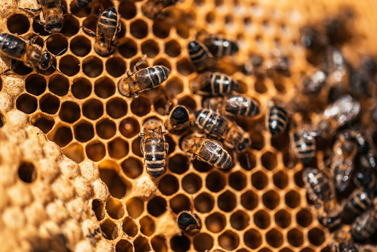 Bees on honeycomb