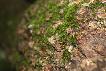 moss on tree
