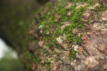 moss on tree