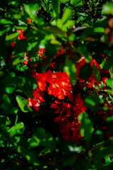 bright orange flowers on a background of green leaves in nature