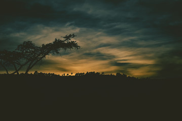 sunrise with silhoutes of trees africa