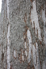 tree bark