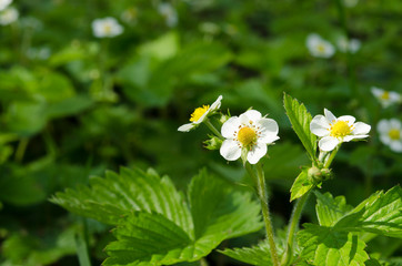 Flowers of a young spring strawberry on a background of green leaves under beams of the sun