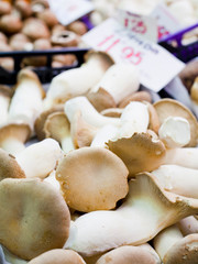 King Oyster Mushroom