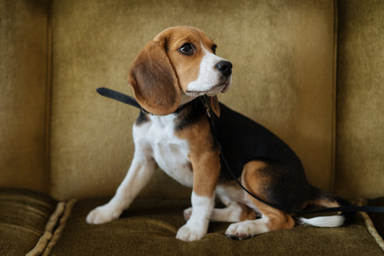 Little cute beagle on leash sitting on sofa