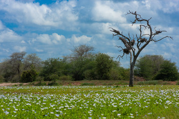 kruger national parks  reserves of south africa