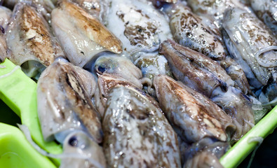 Fresh fish market with calamari and cuttlefish .