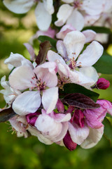 Obraz premium Cerezo Japonés Blanco