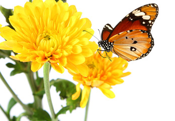 Beautiful yellow flower and colorful butterflies isolated on a white background