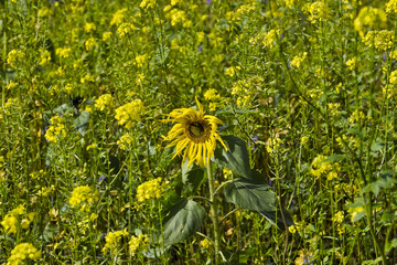 Yellow in nature, field/meadow with thousands of yellow flowers