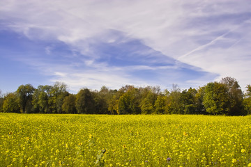 Yellow in nature, forest edge in front of field with thousands of yellow flowers
